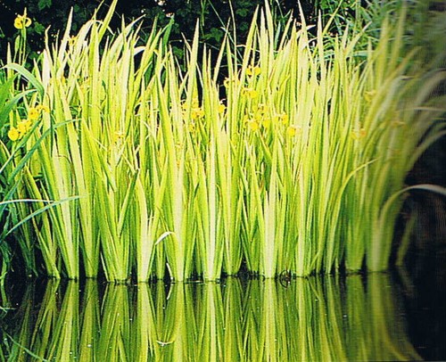 Variegated yellow flag iris - flag,