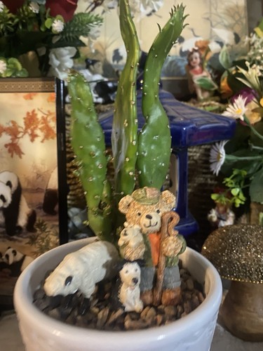 Prickly pear cacti houseplant - cacti,