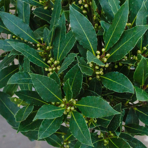Laurus nobilis bay laurel - laurus, "bay