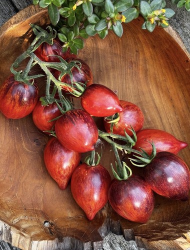 Rare tomato variety strawberry - rare,