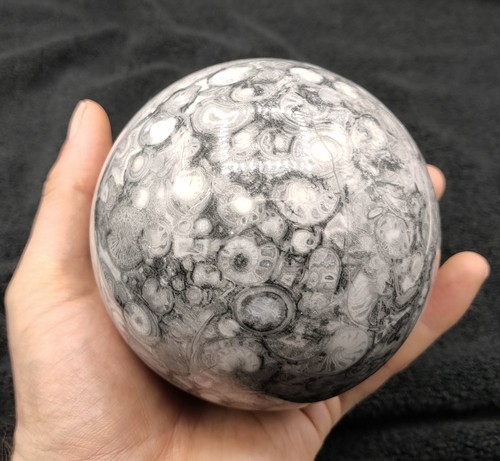 Large shell stone - shell, jasper