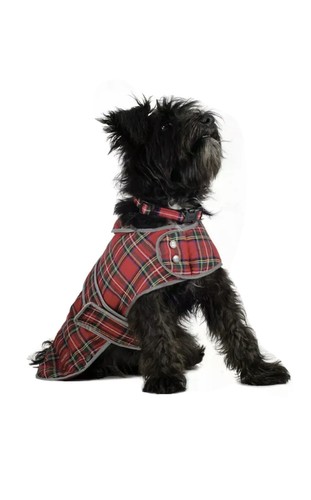 Muddy paws highland - highland, coat