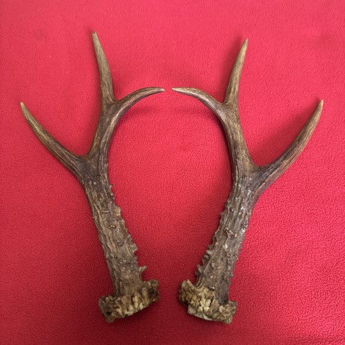 Pair roe deer - roe,