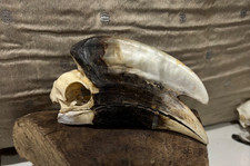 Skulls, Bones, Taxidermy