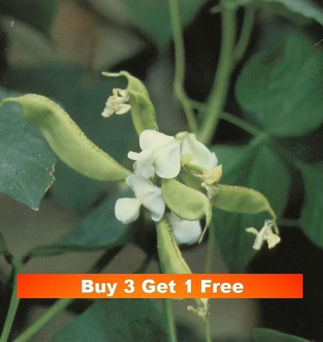 White hyacinth bean - hyacinth,