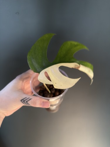Variegated rhaphidophora