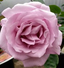 Rose Bush 'Twice in a Blue