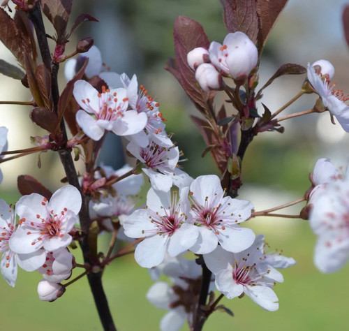 Purpleleaf sandcherry live - purpleleaf, 1