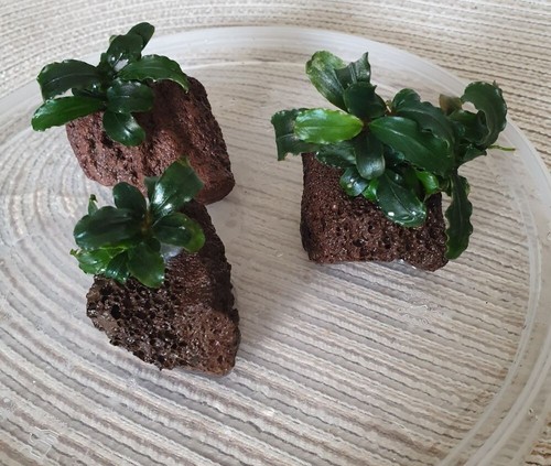 Bucephalandra x lava - bucephalandra, on