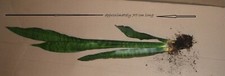 RARE! LARGE SNAKE PLANT FULL SIZE TALL VARIETY ADULTSansevieria plant succulent