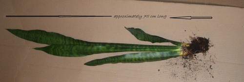 Rare large snake - rare!, full