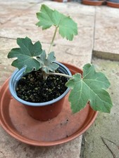 Tetrapanax papyrifer rice