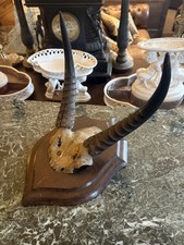 Rowland Ward Victorian Mounted