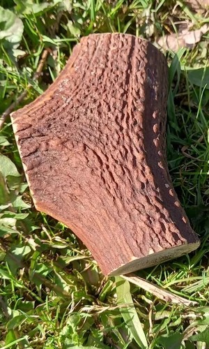 Dog chew red - dog, chew/red