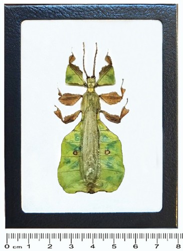 Phyllium pulchrifolium male - phyllium,