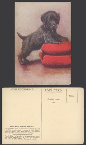 Irish water spaniel - water,