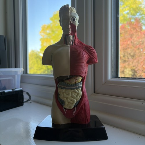 Humbrol anatomical human torso - anatomical,
