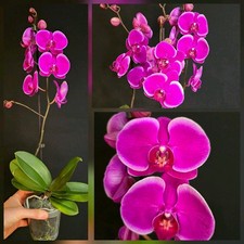 Phalaenopsis "Anthura Durban"