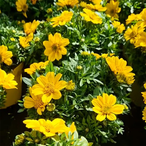 Bidens ferulifolia gold - bidens,
