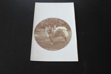 RP of Dog portrait - Akita?