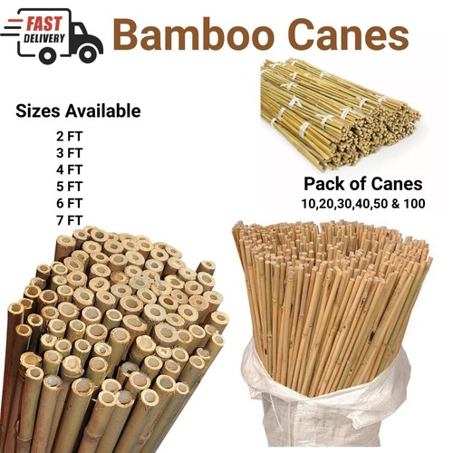 Bamboo canes garden plant - canes,