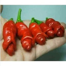 PETER PEPPER chili pepper