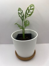 Monstera Obliqua Peru Starter