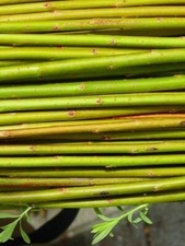 10 X 30cm long Very Hardy Fast Growing Living Willow Cuttings