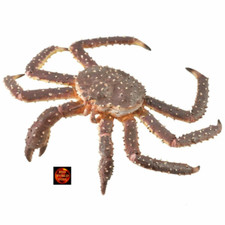 King Crab Sealife Toy Model