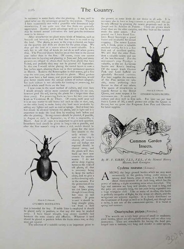 Old antique print 1902 garden - old,
