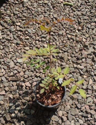 Sorbus november pink - sorbus,