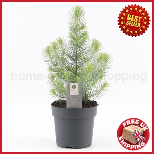 Evergreen all season mini - evergreen,