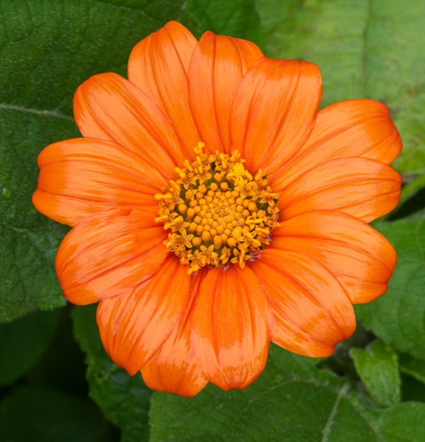 100x tithonia goldfinger - tithonia,