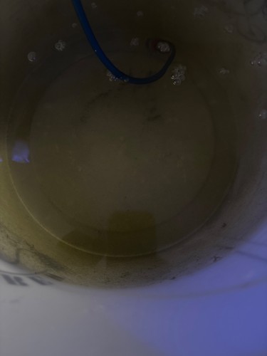 Litre live rotifers - 1,