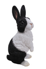 Dutch Rabbit on Lookout Highly