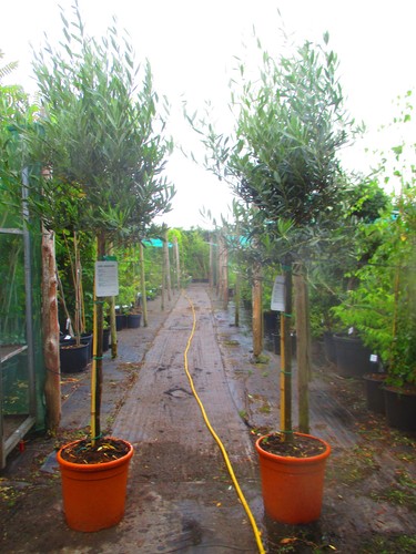 7ft inc pot hardy olive - 7ft, inc.