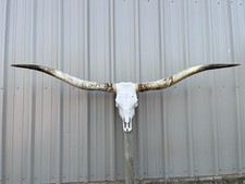 LONGHORN STEER SKULL 6 FEET 7