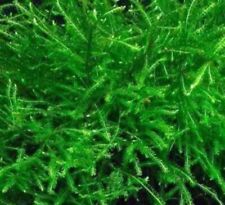 Java Moss - 10g Java Moss Carpet Aquarium Tropical Fish Tank Shrimp Bog...