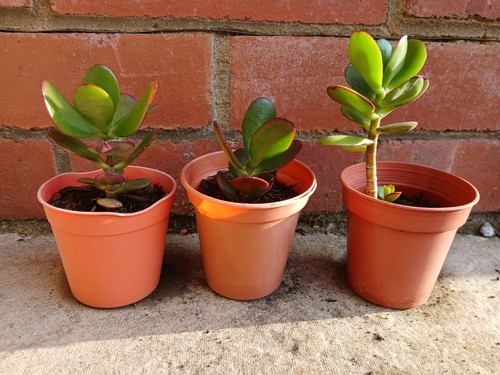 Established small money - 3,