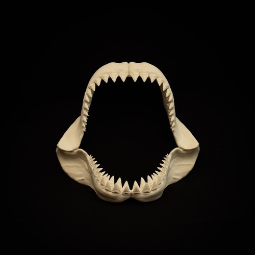 Great white shark - great,