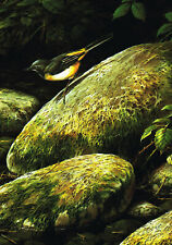 Grey Wagtail Vintage Bird