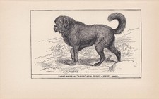 1900 TIBETAN MASTIFF DOG Print - Antique - R. H. Moore - Art - 8.6 x 5.6 Inches