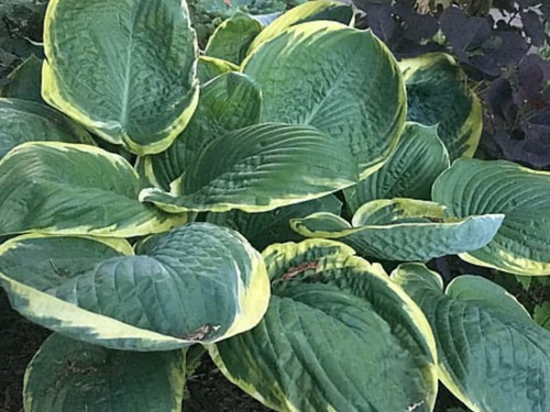 Hosta parasol 3 lt - hosta, pot