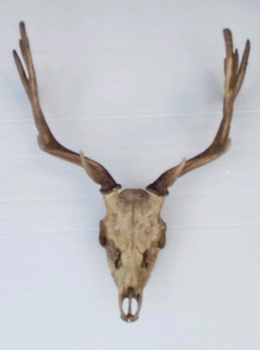 Real animal skull fallow - skull, deer