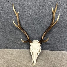 Sika Deer Stag Skull Antlers