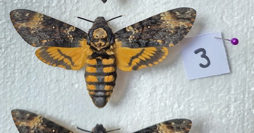 Acherontia atropos death head - acherontia,