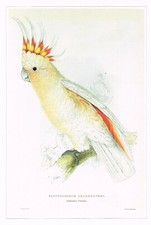 Major Mitchell's Cockatoo Bird Print Picture Vintage Old E. Lear 1990 CNHPBI#49
