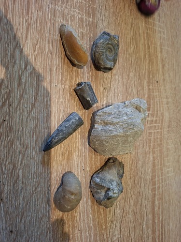 Small mixed fossil collection - mixed,