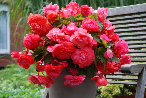 Begonia odorosa sweet pink - odorosa,