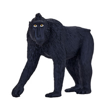 Mojo BLACK CRESTED MACAQUE